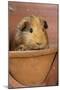 Guinea Pig in Terracotta Flower Pot-null-Mounted Photographic Print