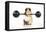 Guinea Pig Lifting Weights-null-Framed Stretched Canvas