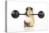 Guinea Pig Lifting Weights-null-Stretched Canvas