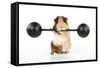 Guinea Pig Lifting Weights-null-Framed Stretched Canvas