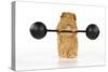 Guinea Pig Lifting Weights-null-Stretched Canvas