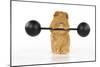 Guinea Pig Lifting Weights-null-Mounted Photographic Print