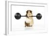 Guinea Pig Lifting Weights-null-Framed Photographic Print