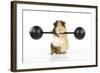 Guinea Pig Lifting Weights-null-Framed Photographic Print