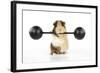 Guinea Pig Lifting Weights-null-Framed Photographic Print