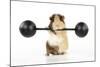 Guinea Pig Lifting Weights-null-Mounted Photographic Print