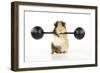 Guinea Pig Lifting Weights-null-Framed Photographic Print