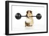 Guinea Pig Lifting Weights-null-Framed Photographic Print