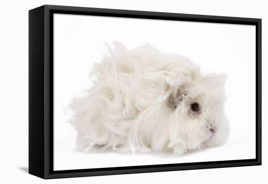 Guinea Pig Lunkarya in Studio-null-Framed Stretched Canvas