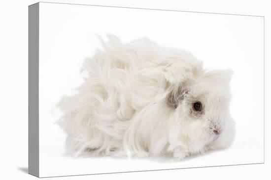 Guinea Pig Lunkarya in Studio-null-Stretched Canvas