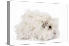 Guinea Pig Lunkarya in Studio-null-Stretched Canvas