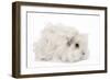 Guinea Pig Lunkarya in Studio-null-Framed Photographic Print