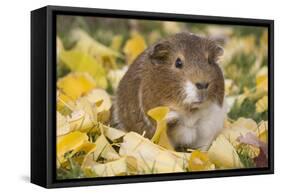 Guinea Pig on Gourds in Grass, Higganum, Connecticut, USA-Lynn M^ Stone-Framed Stretched Canvas