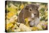 Guinea Pig on Gourds in Grass, Higganum, Connecticut, USA-Lynn M^ Stone-Stretched Canvas