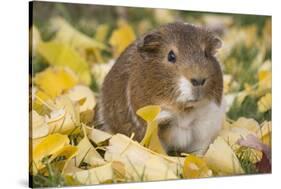 Guinea Pig on Gourds in Grass, Higganum, Connecticut, USA-Lynn M^ Stone-Stretched Canvas