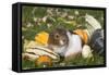 Guinea Pig on Gourds in Grass, Higganum, Connecticut, USA-Lynn M^ Stone-Framed Stretched Canvas