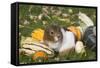 Guinea Pig on Gourds in Grass, Higganum, Connecticut, USA-Lynn M^ Stone-Framed Stretched Canvas