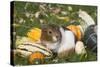 Guinea Pig on Gourds in Grass, Higganum, Connecticut, USA-Lynn M^ Stone-Stretched Canvas