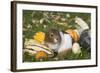 Guinea Pig on Gourds in Grass, Higganum, Connecticut, USA-Lynn M^ Stone-Framed Photographic Print