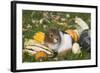 Guinea Pig on Gourds in Grass, Higganum, Connecticut, USA-Lynn M^ Stone-Framed Photographic Print