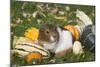 Guinea Pig on Gourds in Grass, Higganum, Connecticut, USA-Lynn M^ Stone-Mounted Photographic Print