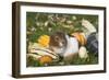 Guinea Pig on Gourds in Grass, Higganum, Connecticut, USA-Lynn M^ Stone-Framed Photographic Print