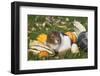 Guinea Pig on Gourds in Grass, Higganum, Connecticut, USA-Lynn M^ Stone-Framed Photographic Print