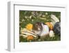 Guinea Pig on Gourds in Grass, Higganum, Connecticut, USA-Lynn M^ Stone-Framed Photographic Print