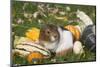 Guinea Pig on Gourds in Grass, Higganum, Connecticut, USA-Lynn M^ Stone-Mounted Photographic Print