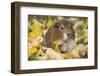 Guinea Pig on Gourds in Grass, Higganum, Connecticut, USA-Lynn M^ Stone-Framed Photographic Print