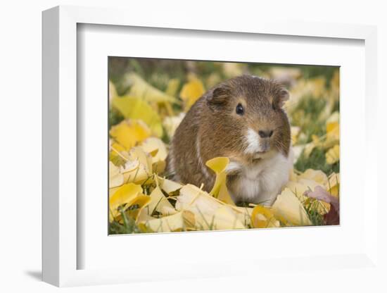 Guinea Pig on Gourds in Grass, Higganum, Connecticut, USA-Lynn M^ Stone-Framed Photographic Print