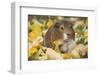 Guinea Pig on Gourds in Grass, Higganum, Connecticut, USA-Lynn M^ Stone-Framed Photographic Print