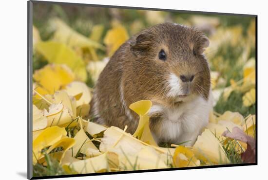Guinea Pig on Gourds in Grass, Higganum, Connecticut, USA-Lynn M^ Stone-Mounted Photographic Print