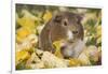 Guinea Pig on Gourds in Grass, Higganum, Connecticut, USA-Lynn M^ Stone-Framed Photographic Print