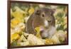 Guinea Pig on Gourds in Grass, Higganum, Connecticut, USA-Lynn M^ Stone-Framed Photographic Print