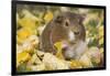 Guinea Pig on Gourds in Grass, Higganum, Connecticut, USA-Lynn M^ Stone-Framed Photographic Print