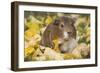 Guinea Pig on Gourds in Grass, Higganum, Connecticut, USA-Lynn M^ Stone-Framed Photographic Print