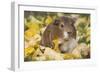 Guinea Pig on Gourds in Grass, Higganum, Connecticut, USA-Lynn M^ Stone-Framed Photographic Print