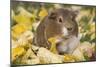 Guinea Pig on Gourds in Grass, Higganum, Connecticut, USA-Lynn M^ Stone-Mounted Photographic Print