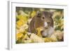 Guinea Pig on Gourds in Grass, Higganum, Connecticut, USA-Lynn M^ Stone-Framed Photographic Print