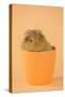 Guinea Pig Sitting in Cup-null-Stretched Canvas