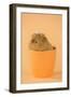 Guinea Pig Sitting in Cup-null-Framed Photographic Print