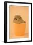 Guinea Pig Sitting in Cup-null-Framed Photographic Print