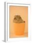 Guinea Pig Sitting in Cup-null-Framed Photographic Print