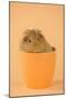 Guinea Pig Sitting in Cup-null-Mounted Photographic Print