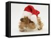 Guinea-Pig Wearing a Father Christmas Hat-Mark Taylor-Framed Stretched Canvas