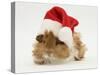 Guinea-Pig Wearing a Father Christmas Hat-Mark Taylor-Stretched Canvas