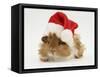 Guinea-Pig Wearing a Father Christmas Hat-Mark Taylor-Framed Stretched Canvas