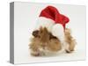 Guinea-Pig Wearing a Father Christmas Hat-Mark Taylor-Stretched Canvas