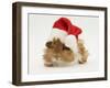 Guinea-Pig Wearing a Father Christmas Hat-Mark Taylor-Framed Photographic Print